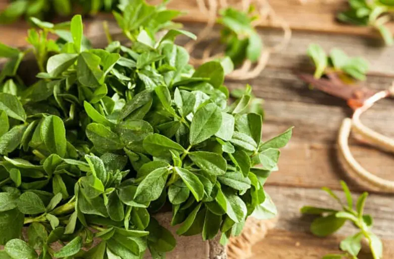 Raw fenugreek leaves