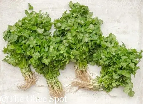 Dhaniya - Cilantro